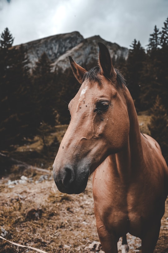 brown horse standing on ground in Montbovon Switzerland