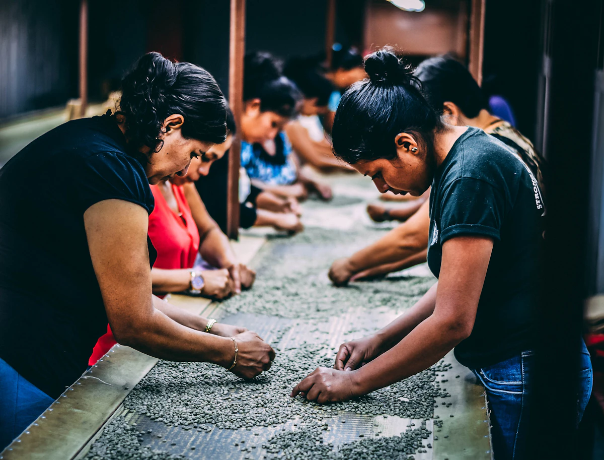 Hands sorting freshly picked coffee beans