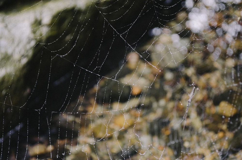 spider web