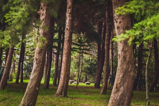 green leafed trees photography