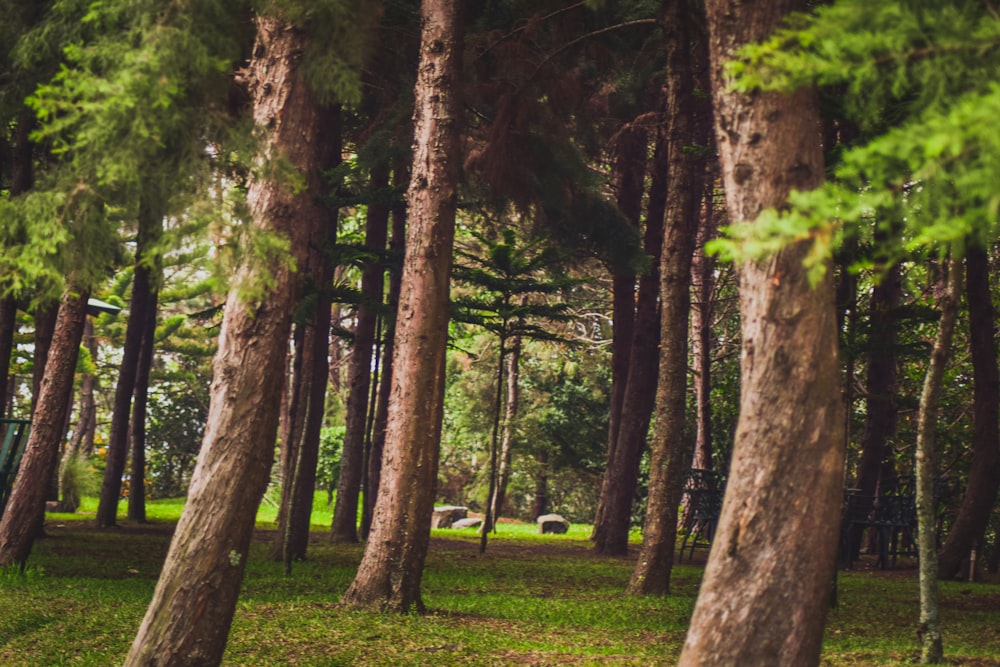 green leafed trees photography