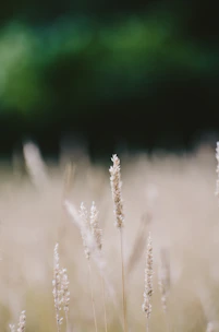Close-up of tall grass being cut with professional equipment in a neglected field.
