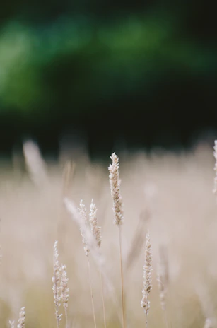 Close-up of tall grass being precisely cut with professional equipment in an overgrown field.