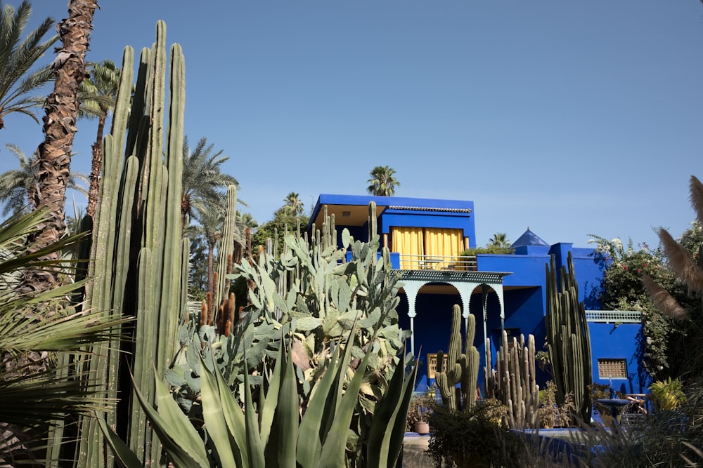 photo of blue 2-storey house surrounded by cacti