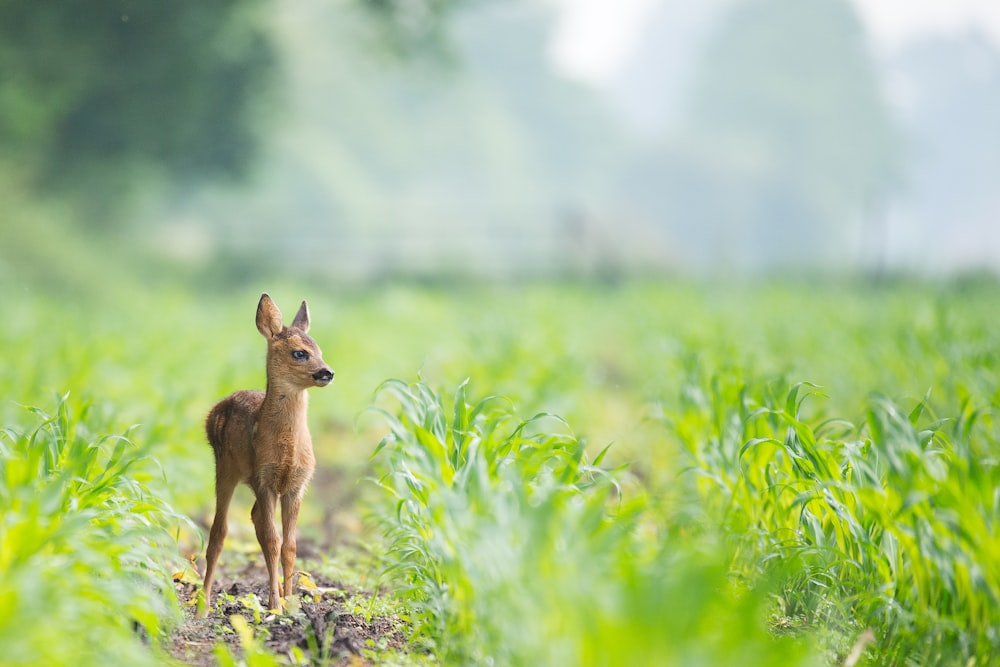 昼間、緑の草に挟まれた茶色の土にベージュ色の鹿の赤ちゃん