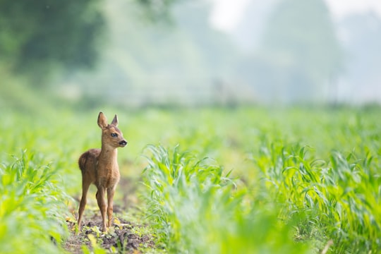 photo of Hollandsche Rading Wildlife near Scheepvaartmuseum