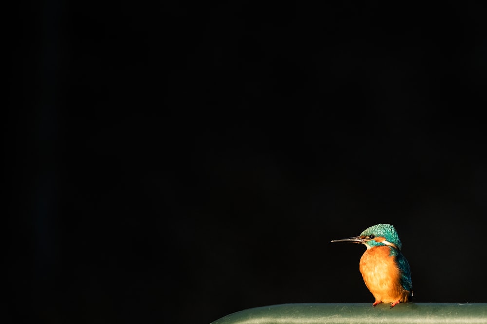 orangefarbener und grüner Eisvogel