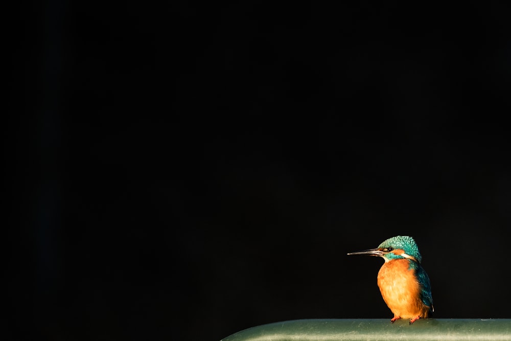 orange and green king fisher