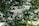 A white quadcopter drone equipped with a camera hovers in front of a blurred background of lush green foliage. The drone is captured in mid-flight, with its propellers creating a slight motion blur.