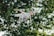 A white quadcopter drone equipped with a camera hovers in front of a blurred background of lush green foliage. The drone is captured in mid-flight, with its propellers creating a slight motion blur.