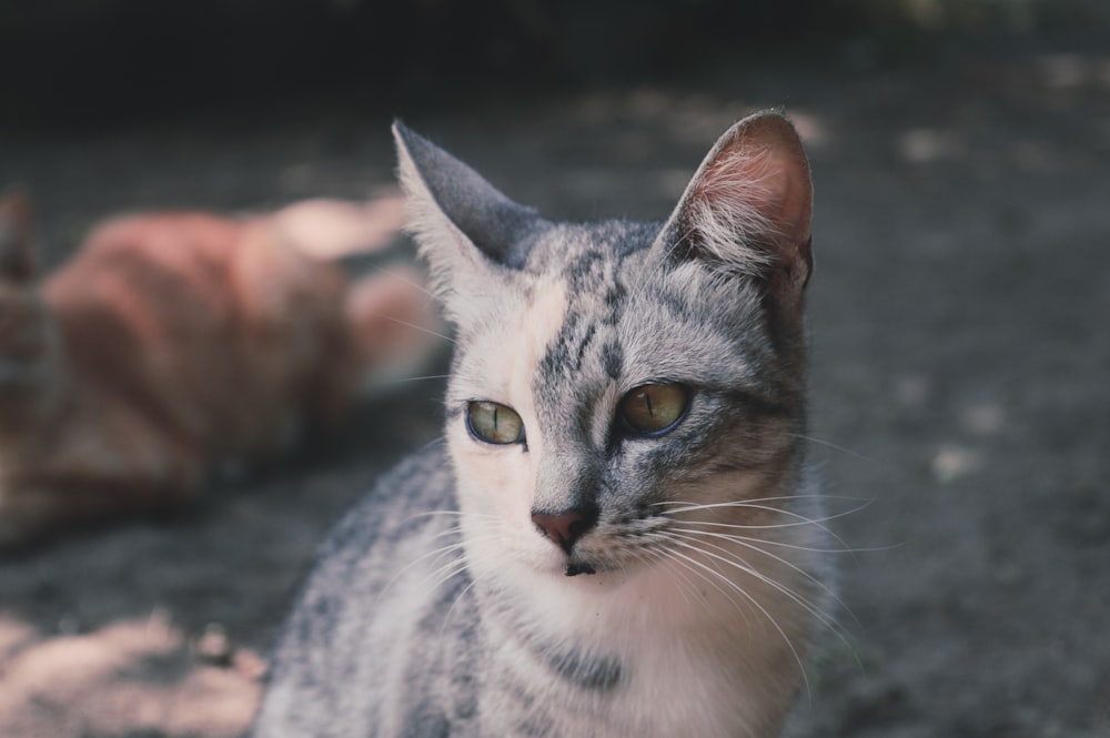 white and silver tabby cat