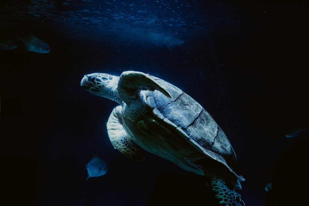 sea turtle swimming with fishes