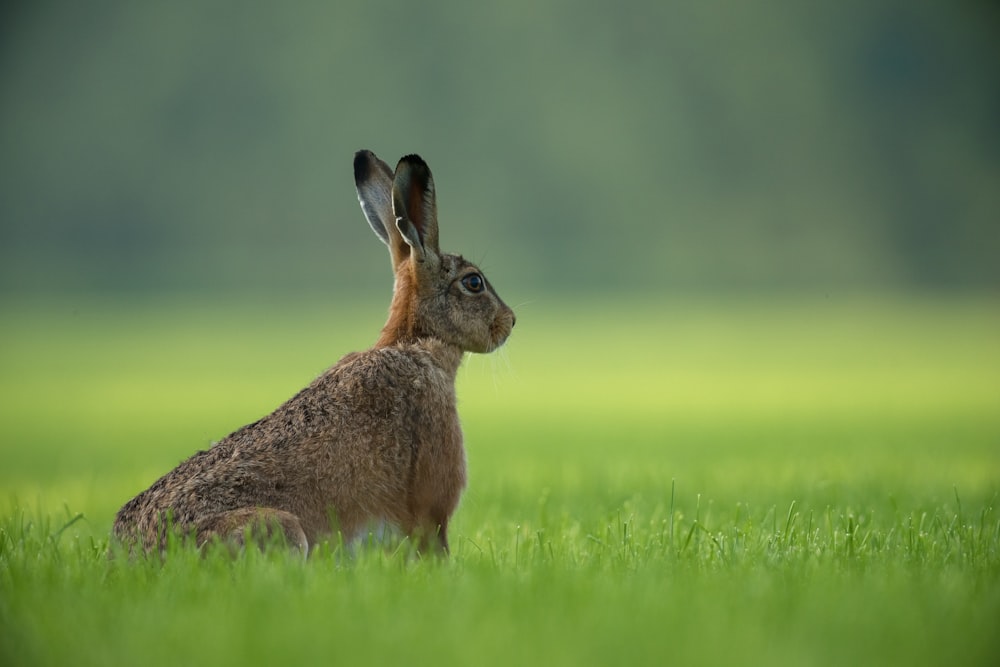 conejo marrón de pie en el campo de hierba verde