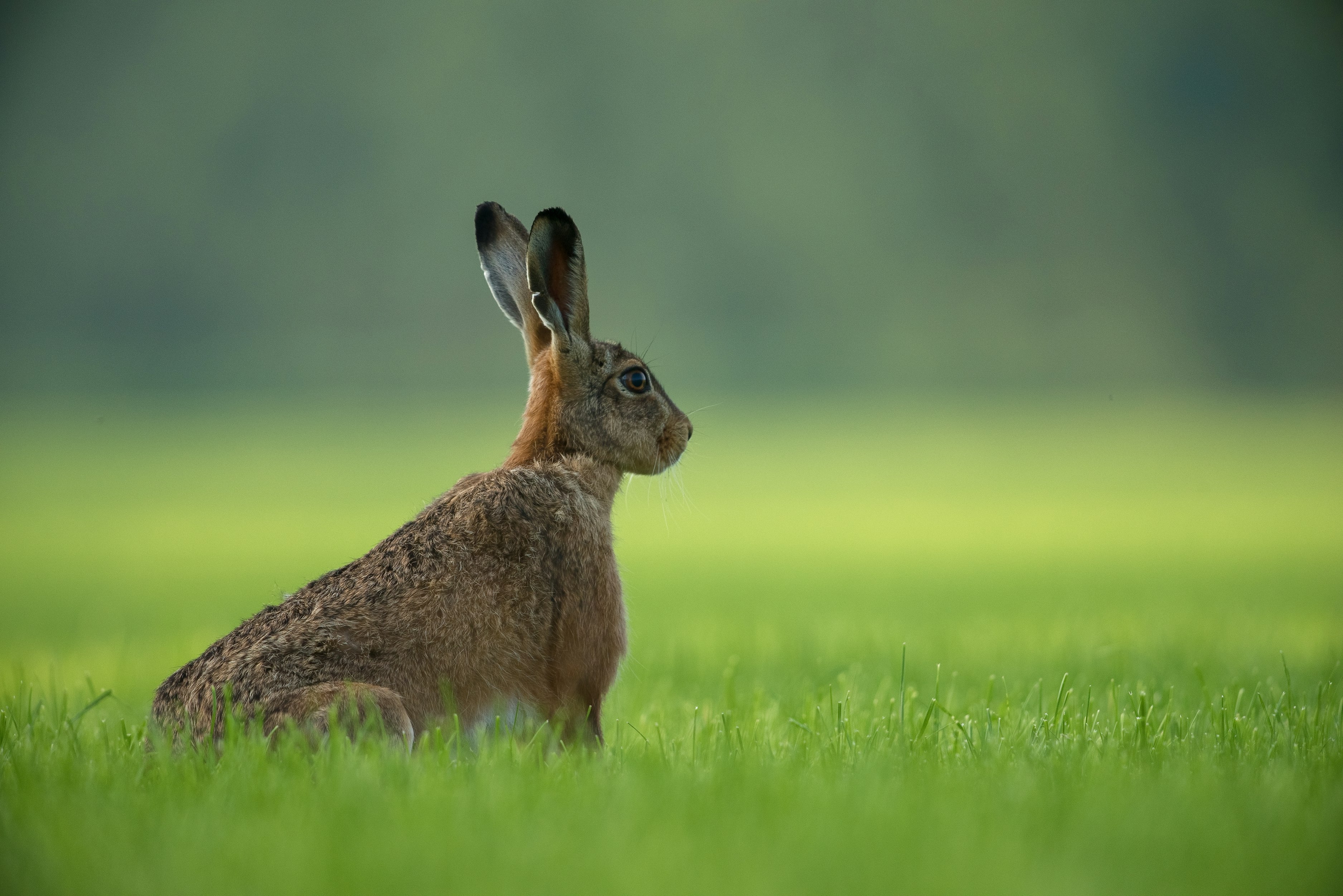 Hare Actively Listening