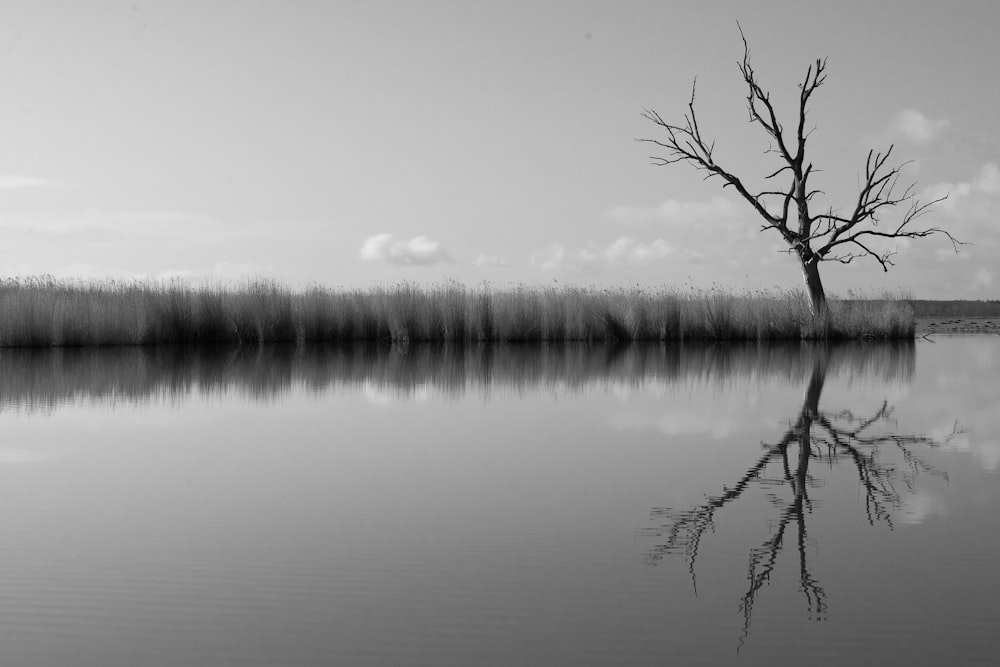 albero senza foglie