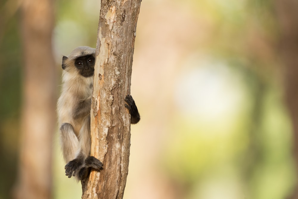 gray and black monkey on branch