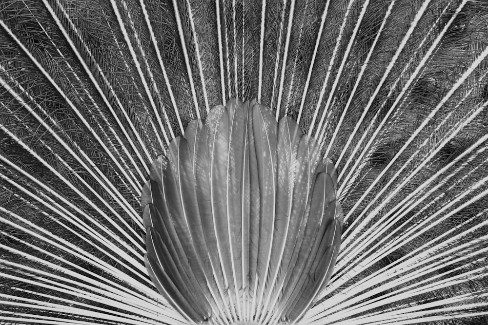a black and white photo of a peacock's tail