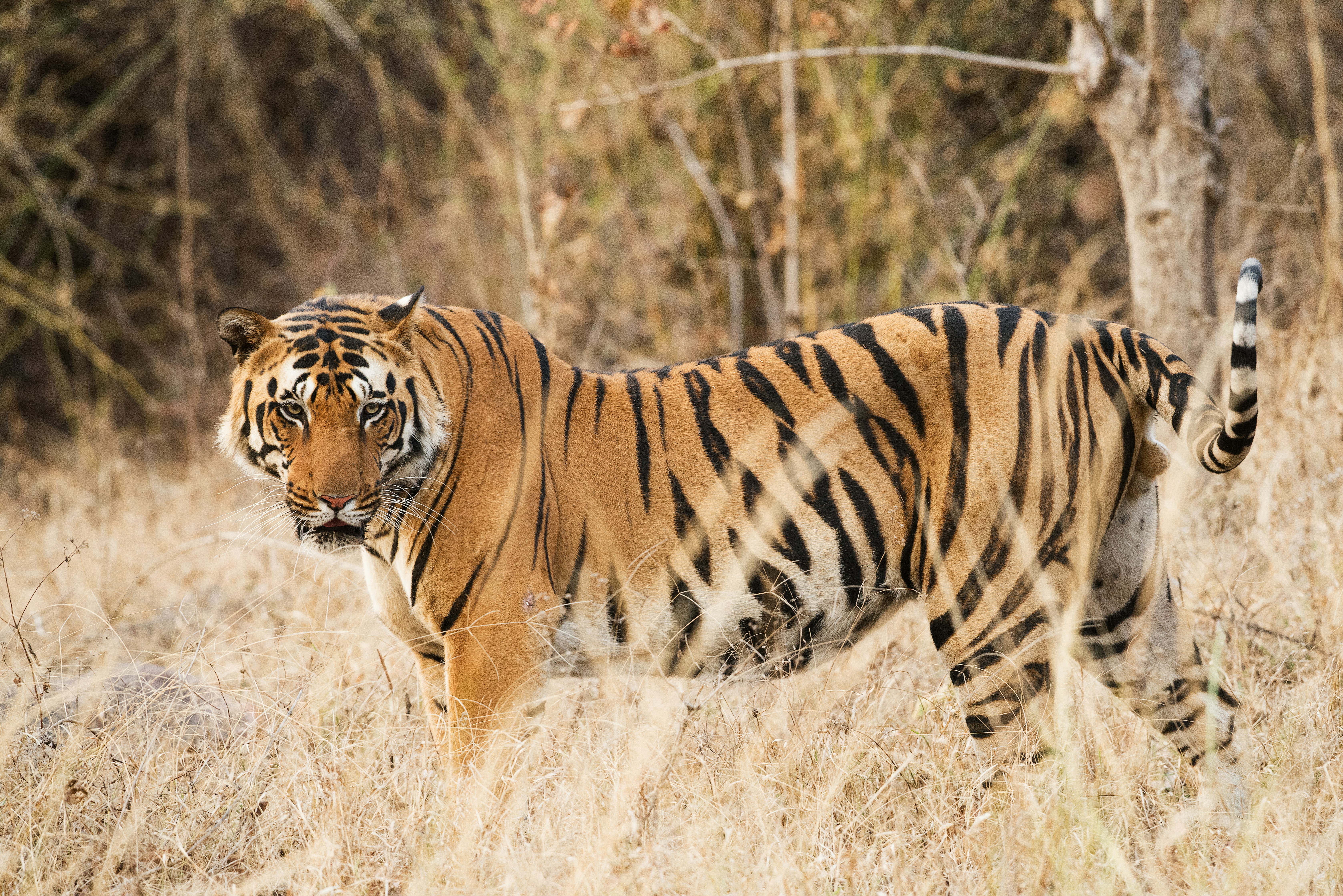 tiger on grass field during daytime, 