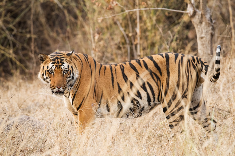 tiger on grass field during daytime