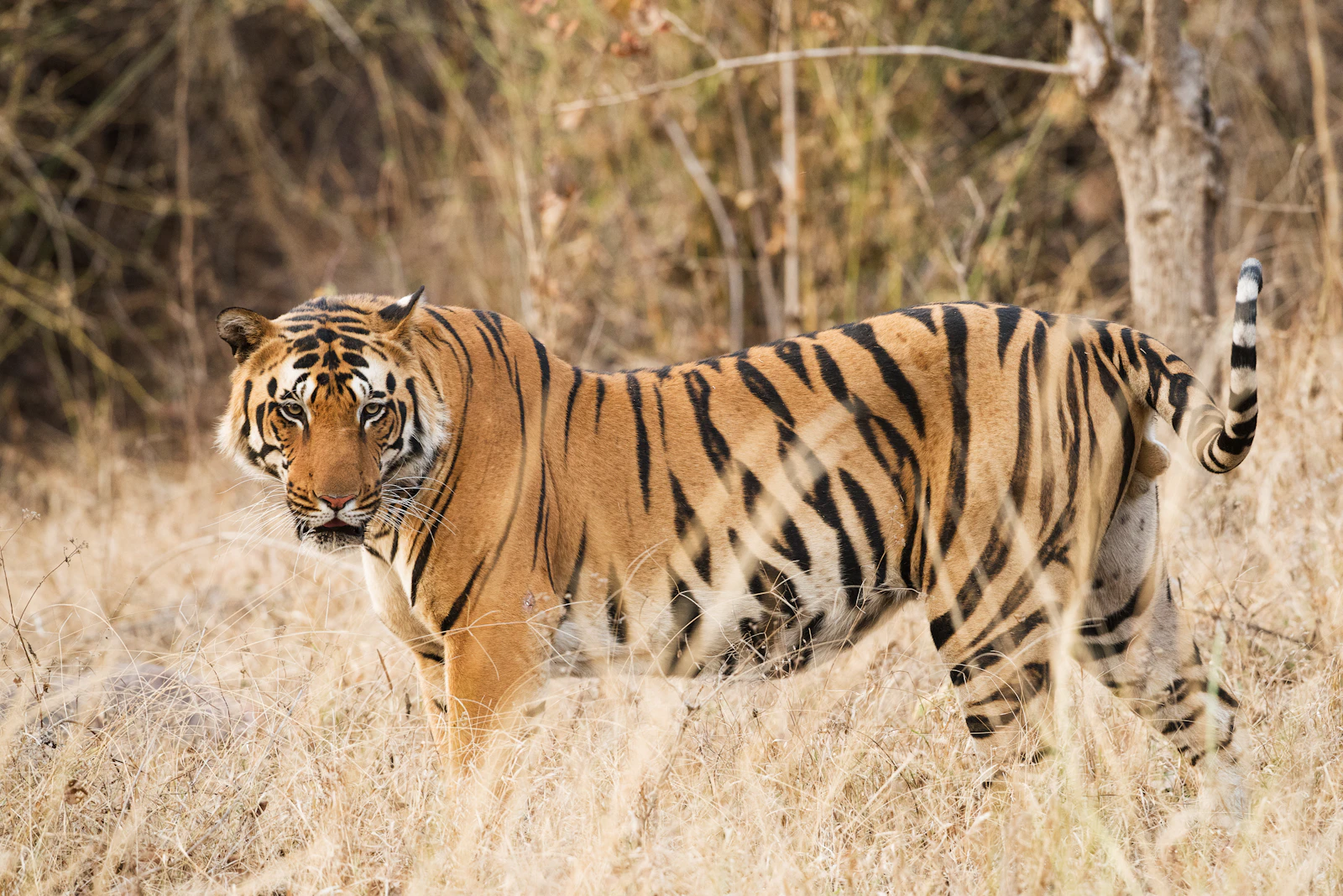 Bandhavgarh group tour packages from India — TravelJar