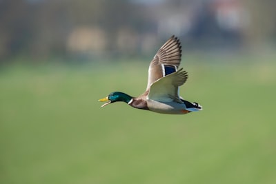 shallow focus photo of flying goose duck zoom background