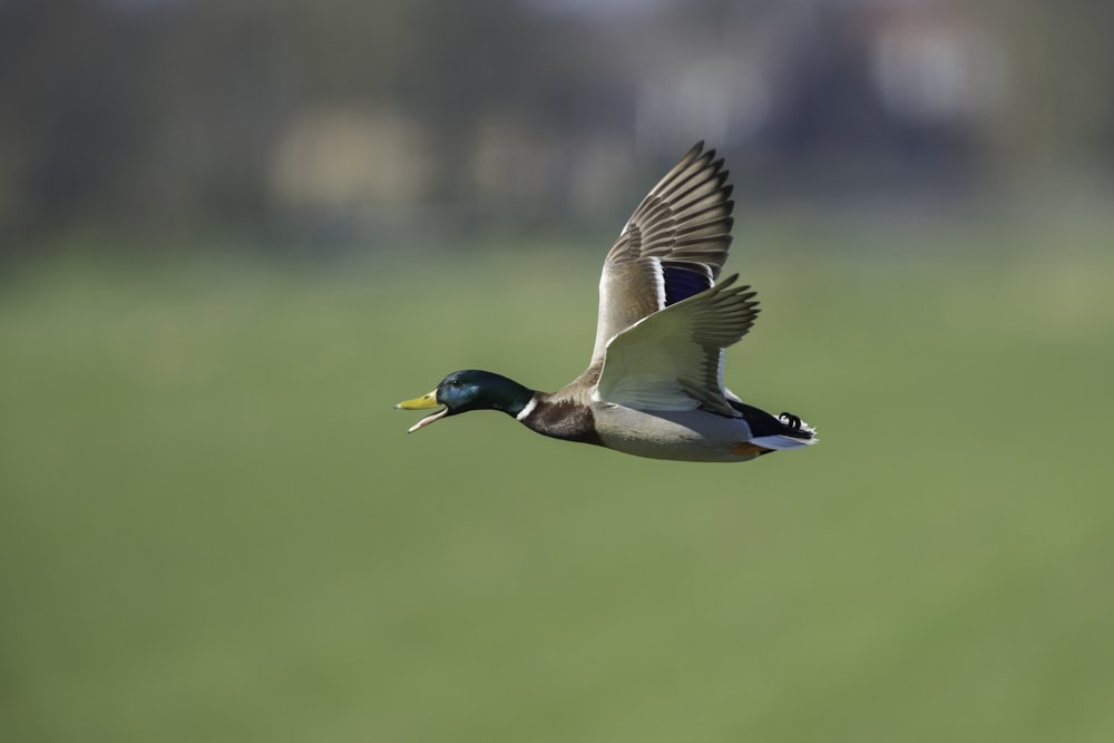 flying goose의 얕은 초점 사진