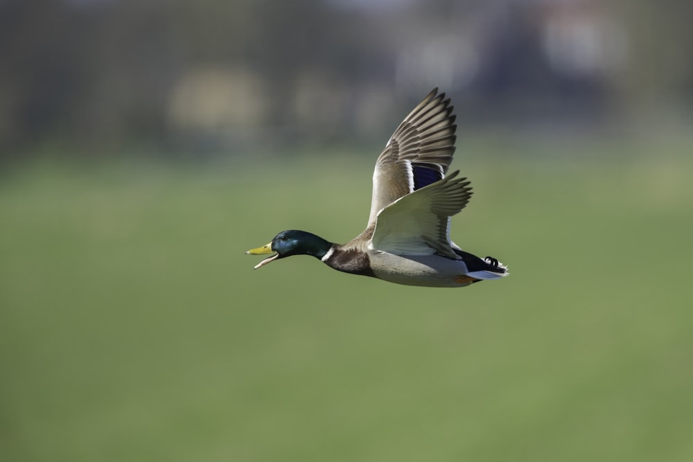 Foto mit flachem Fokus einer fliegenden Gans