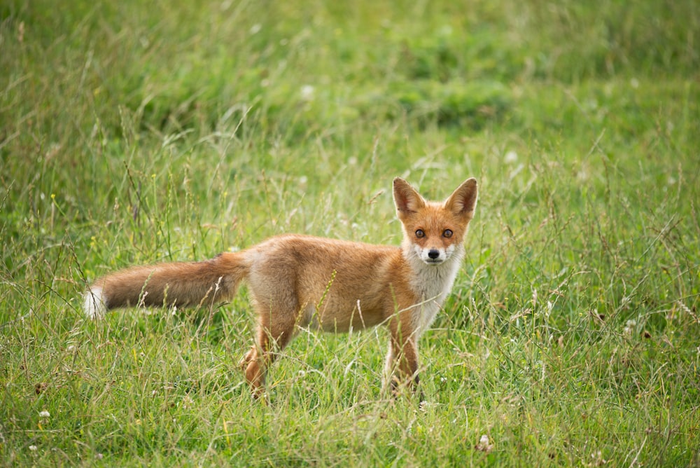 wildlife photography of fox surrounded by grass