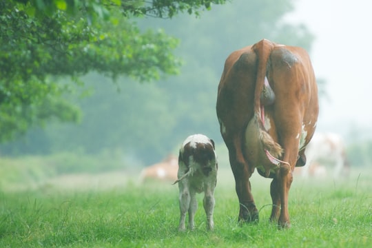 brown cattle with calf in Hollandsche Rading Netherlands