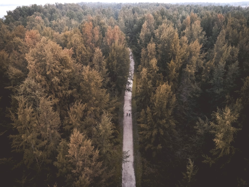 aerial view of road surrounded by tall trees