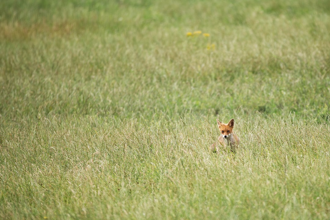 Wildlife photo spot Oostvaardersplassen (Natuurreservaat) De Alde Feanen National Park