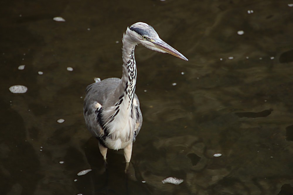 white swan on body of water