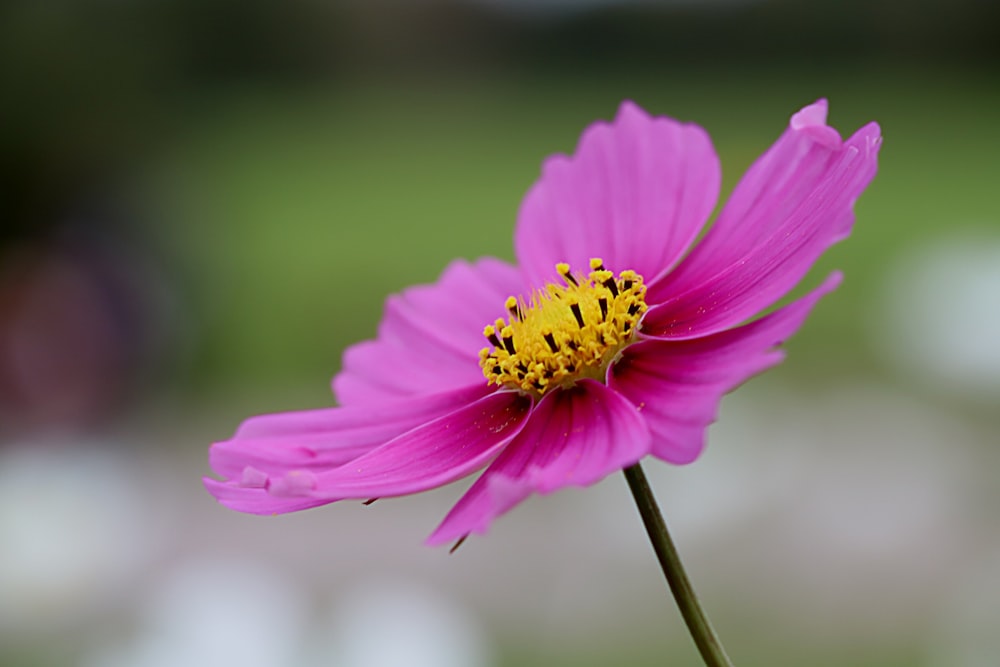foto de closeup da flor de pétala roxa