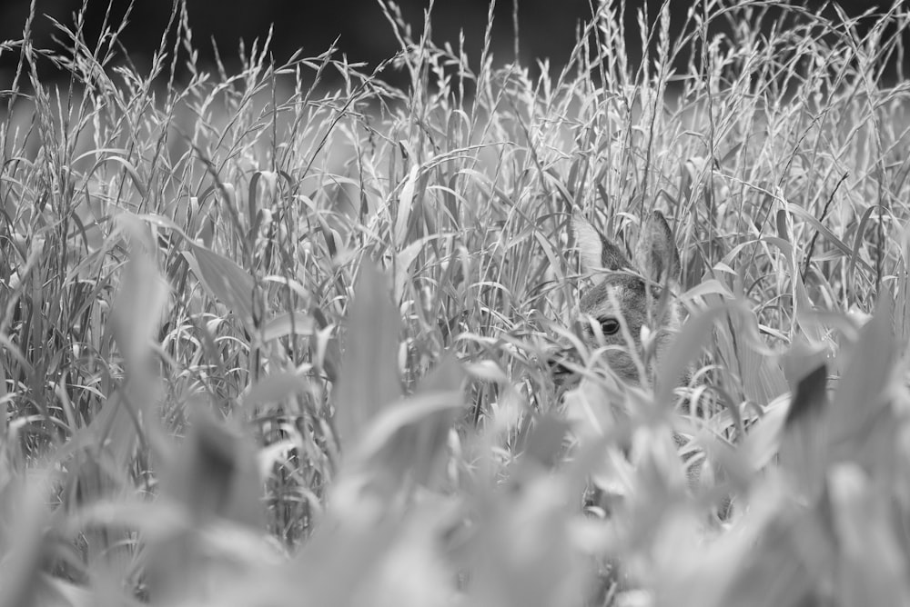 gray scale photo of grass field