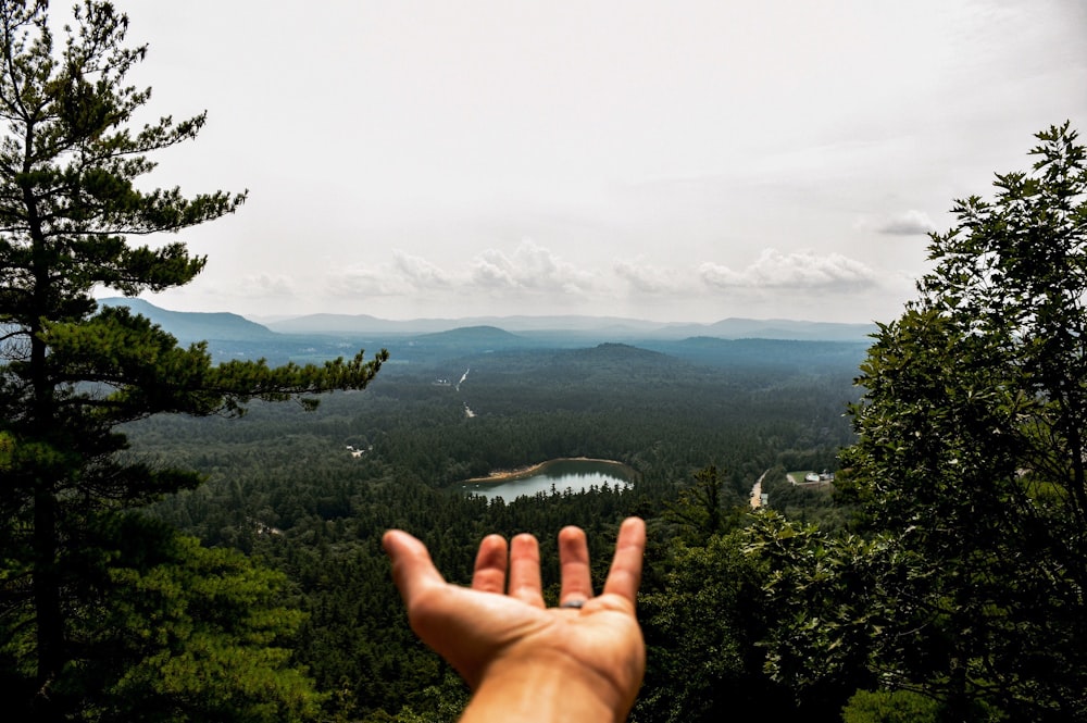 aerial photography of trees near lake under cloudy sky