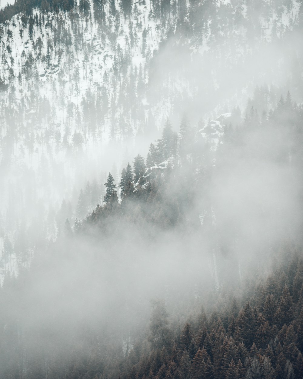 Luftaufnahmen von Bäumen auf Bergen, die tagsüber mit Nebel bedeckt sind