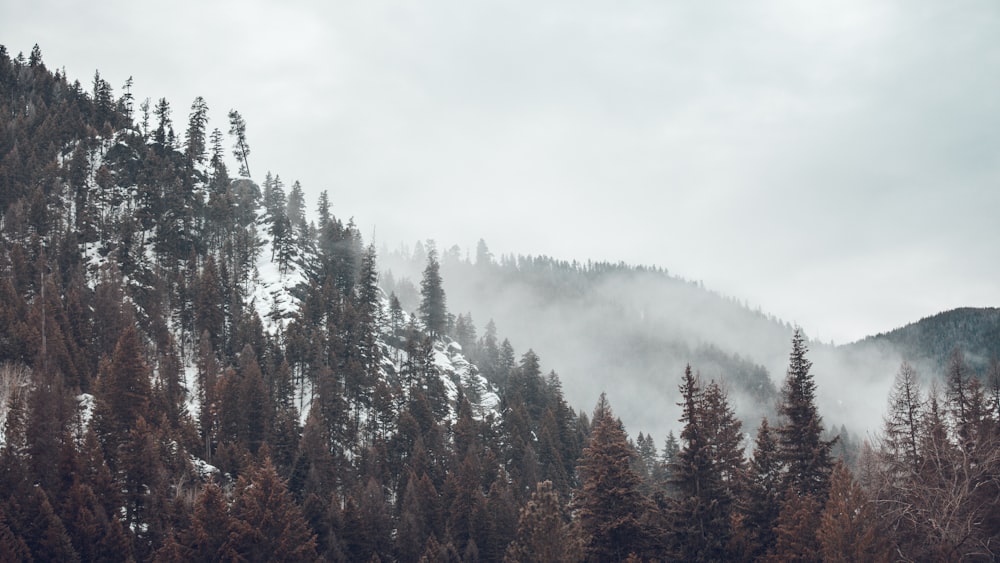 landscape photography of green trees