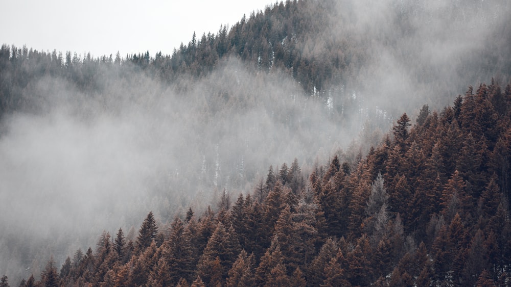 pine trees covered with fog during daytime
