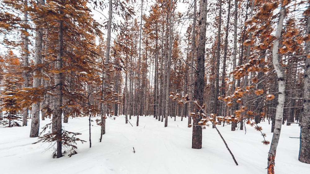 árvores cercadas por neve