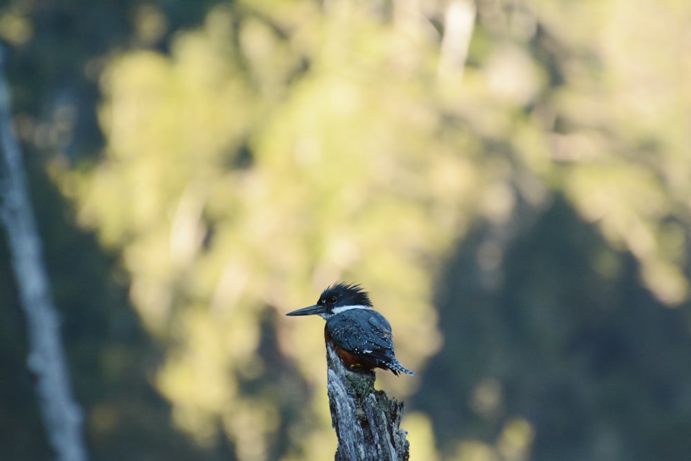 oiseau noir sur branche noire pendant la journée