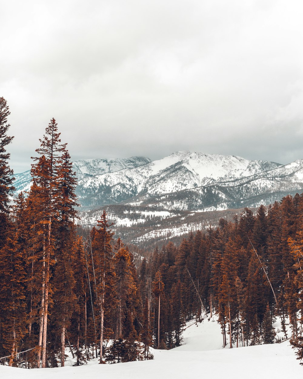 Foto de paisaje de pino