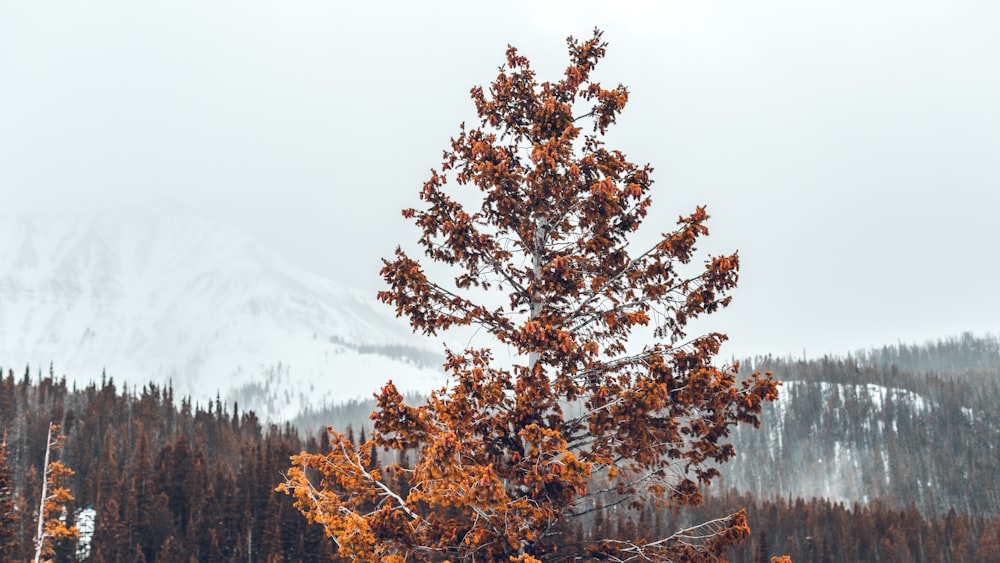 orange leafed tree in middle of forest during daytime