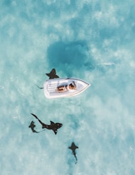 Living the life while amongst sharks, we know the environment & help you navigate to success!