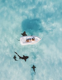 Living the life while amongst sharks, we know the environment & help you navigate to success!