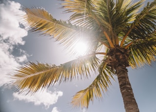 low-angle photography of palm tree during daytime