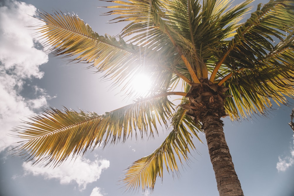 Zonnestralen door een palmboom heen 