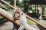 A monkey with expressive eyes and an open mouth is perched on a diagonal wooden railing. The background is blurred, highlighting the monkey's features and the soft texture of its fur.