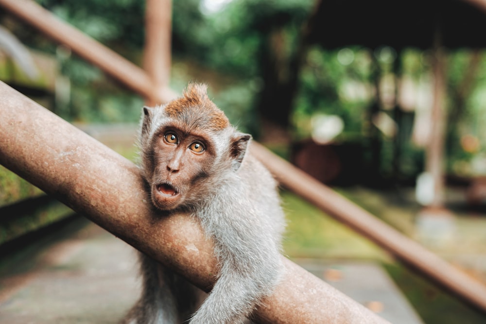 shallow focus photography of monkey hugging handrail