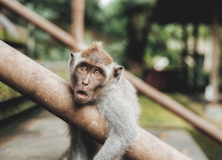 shallow focus photography of monkey hugging handrail