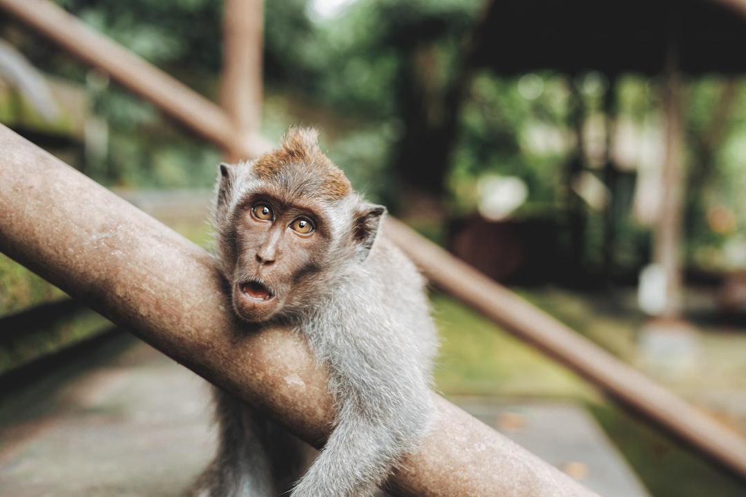 shallow focus photography of monkey hugging handrail,